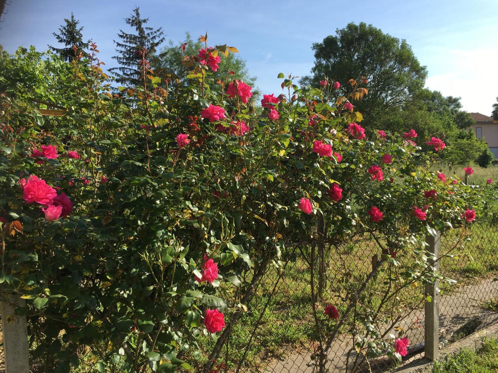 Chez Christian Bed & Breakfast L'Isle-en-Dodon Bagian luar foto